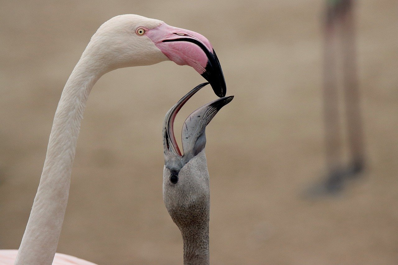 Tips for Taking Memorable Photos of Local Wildlife